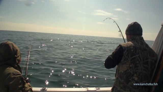 Открыли сезон морской рыбалки Зачётная треска, и терпуг смотреть онлайн