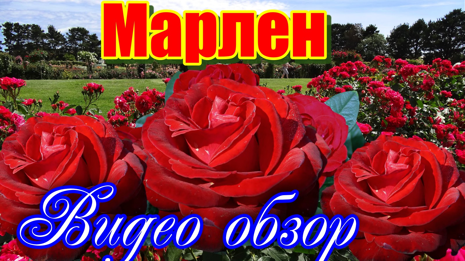 Обзор розы Марлен (Чайно гибридная) - Marlene (Tantau Германия, 2017) смотреть онлайн