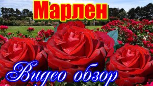 Обзор розы Марлен  (Чайно гибридная) - Marlene  (Tantau Германия, 2017)