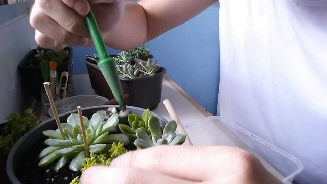 Succulent Arrangement Video # 1 ( First Attempt ) / Whilly / смотреть онлайн