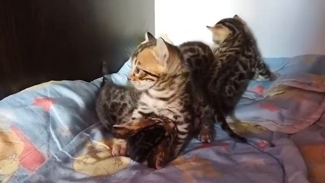 Чистокровные котята Бенгальской породы окрас (Ben-24).Пару дней как открылись глаза. смотреть онлайн