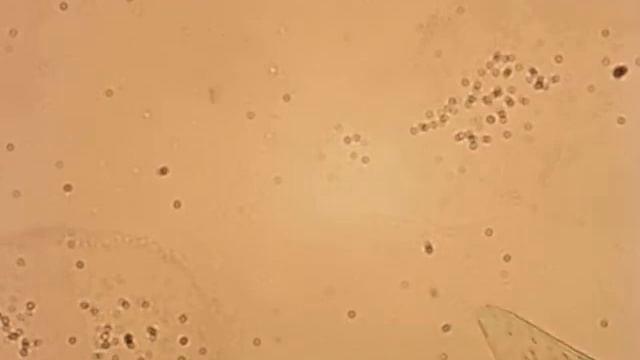 Хищная Инфузория 200-х смотреть онлайн