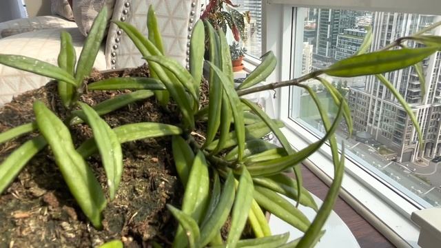 #14 July Daily #shorts - Hoya Pauciflora