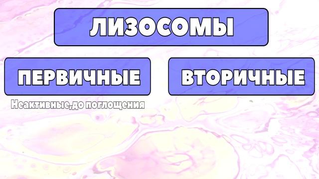Лизосомы.mp4