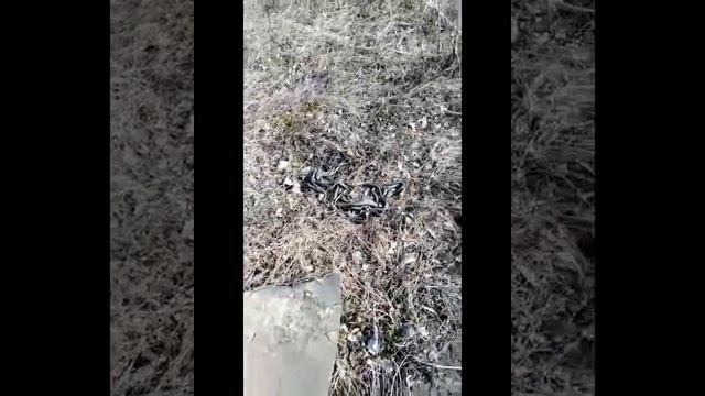 Кучи ЗМЕЙ в Московской области. 06.06.2019г. Смотреть до конца! смотреть онлайн