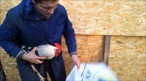 Породы кур. Загорская лососевая. Признаки породы.