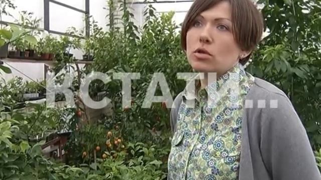 Цветущий сад лимонов среди зимы разбили в Павловском районе смотреть онлайн