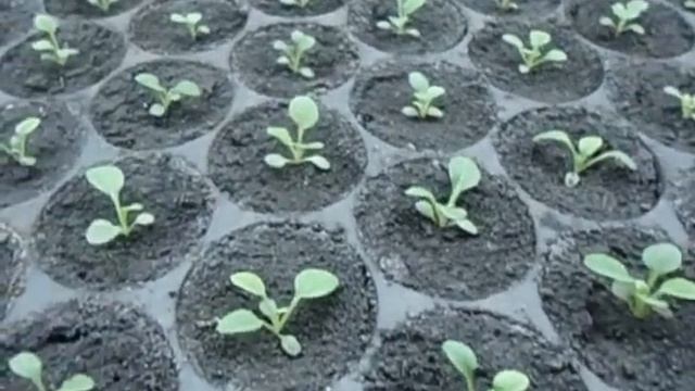 СРАВНИВАЕМ ПОСЕВЫ ПЕТУНИИ РАСПИКИРОВАННЫЕ НА РАЗНЫХ ФАЗАХ РАЗВИТИЯ Видеоурок Ольги Черновой 6 февр смотреть онлайн