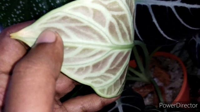 Difference between Alocasia Black 'Ninja' & Alocasia Reginula 'Black Velvet' смотреть онлайн