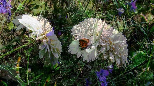 Махровая ромашка «Эдельвейс». Chamomile "Edelweiss". смотреть онлайн