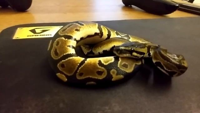 Королевский питон (Python regius unpacking) смотреть онлайн