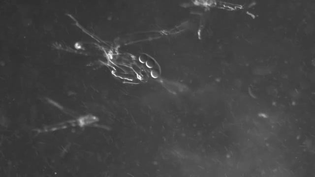 Leptodora cleaning thoracic limbs смотреть онлайн