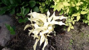 Нужна ли вам белая хоста? Особенности сорта Вайт Фезер.