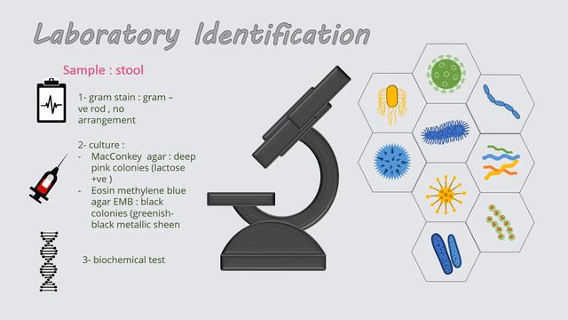Gram -ve E.coli (Escherichia coli) смотреть онлайн