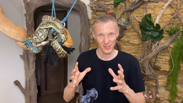 Разведение змей. Яйцекладущие и живородящие. / Breeding Snakes. Oviparous And Viviparous.