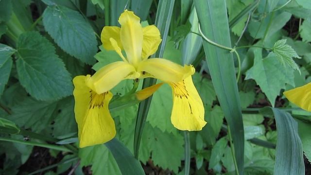 Жёлтые ирисы смотреть онлайн