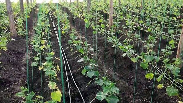 Посадка Огурцов и перцев в парник смотреть онлайн