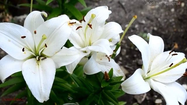 Цветочный Калейдоскоп 19 ? "Живые цветы" смотреть онлайн