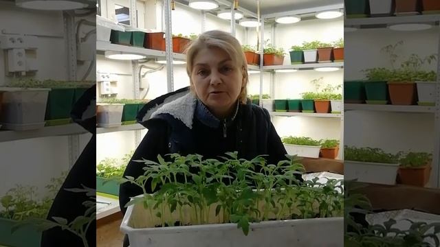 Видеоотзыв о сорте "Утренняя роса - Бондоренко" смотреть онлайн