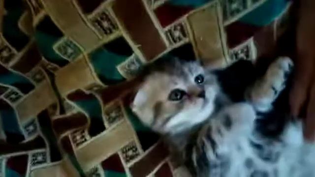 Вислоухий шотландский котёнок окрас мрамор на серебре. Милота. Скоттиш фолд. Scottish fold. смотреть онлайн