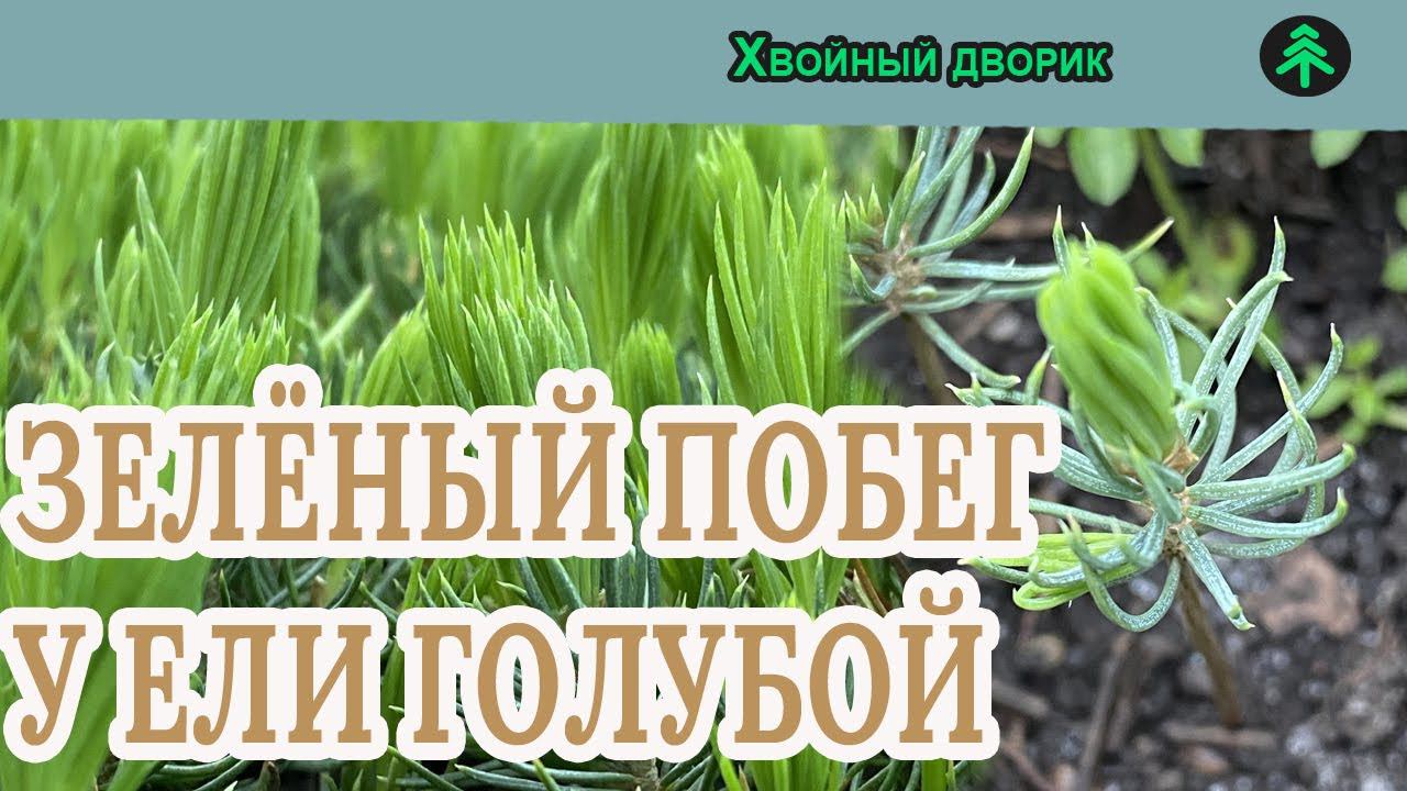 Почему у ели голубой побег зелёный,цвет иголок нового побега у сеянцев ели колючей формы голубой. смотреть онлайн