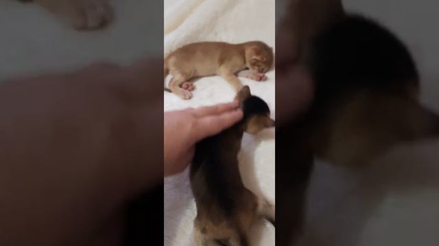 Абиссинские котята ,дикого окраса , 2 мальчика .