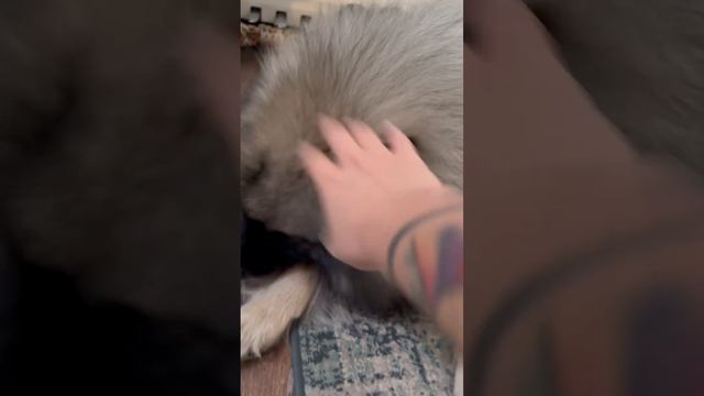 #кеесхонд #keeshond #dog #funny #animal смотреть онлайн