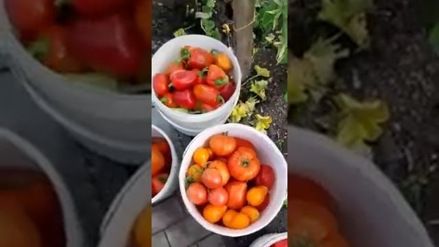 Валентина Старегородцева, Омская обл, р п  Кормиловка