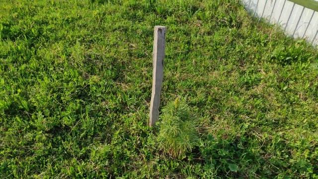 посадил кедр, скоро собирать шишки! ? смотреть онлайн