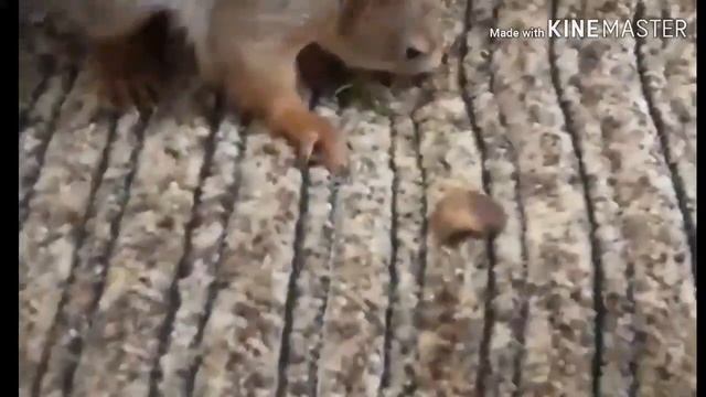 Один день из жизни бельчонка Пикачу