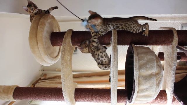 Бенгальские котята в Киеве. Питомник Bengalocat. смотреть онлайн