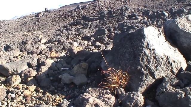 Снежный человек факт или шутка/Bigfoot A Fact Or A Joke