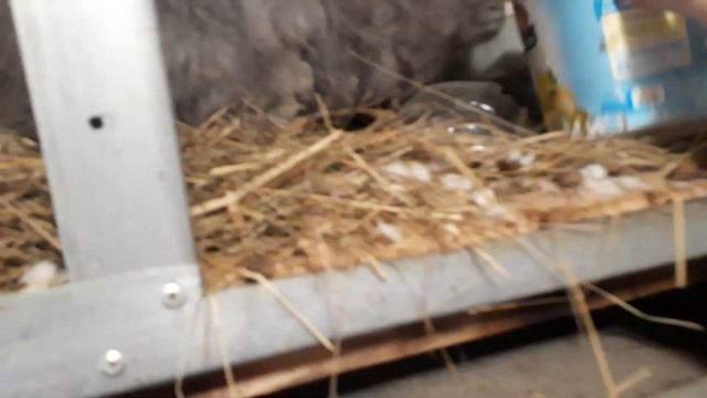 ПОПОЛНЕНИЕ В ХОЗЯЙСТВЕ. ПУХОВЫЕ КРОЛИКИ. ЖДЕМ ЗИМНИЕ ОКРОЛЫ. Разведение и содержание кроликов. смотреть онлайн