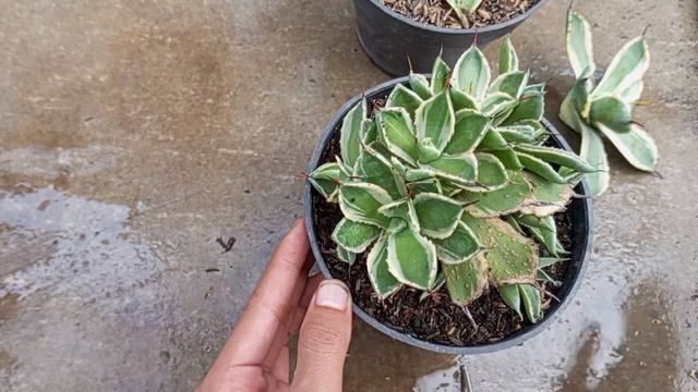 CARA MUDAH MEMPERBANYAK AGAVE PLANT BY: ZONA KAKTUS SUKULEN #tanamanhias #zonakaktussukulen #viral смотреть онлайн