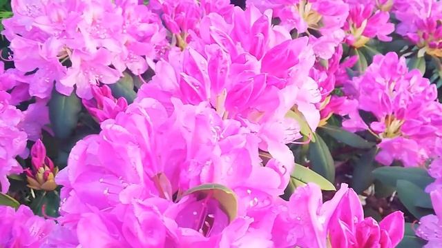 Рододендроны. 10 шагов до пышного цветения смотреть онлайн