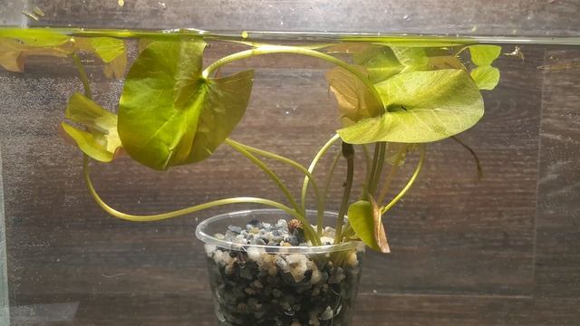 ПРЕКРАСНАЯ НИМФЕЯ РУДГЕ. Nymphaea Rudgeana