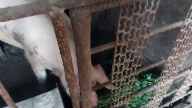 Самое главное это дрессировка ....хозяйские будни смотреть онлайн