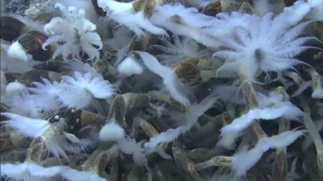 At Mata Ua, a cluster of stalked barnacles filter feed by waving their fan-like cirri смотреть онлайн