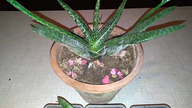 Gasteria смотреть онлайн