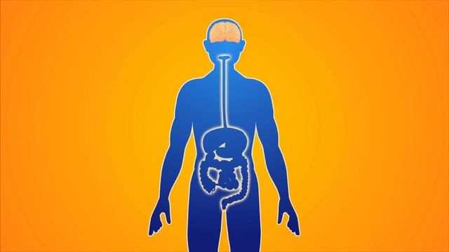 The Nervous System | Educational Videos for Kids смотреть онлайн