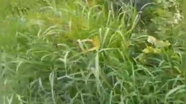 Ай тут варени мешава ? мургобихо одат кардан?салат кардам.