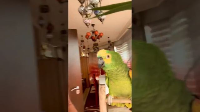 Наш домашний питомец , Синелобый Амазон, РОМА смотреть онлайн