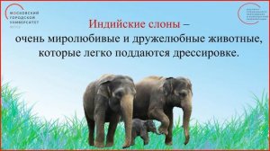 1 класс. Окружающий мир. Где живут слоны?