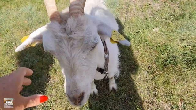 Рыболовный флот Литвы. Всё что осталось. Что с морем в Клайпеде? #klaipeda #lietuva #литва