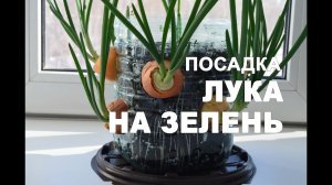 Посадка и выращивание лука на зелень в домашних условиях / чем полить зеленый лук?