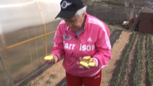 Голова садовая - ЭКСКЛЮЗИВ! Как посадить картофель