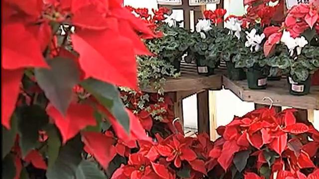 What to do with Christmas plants смотреть онлайн