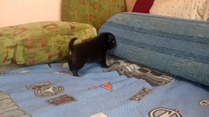 Мурлыкающий черный мопсик