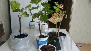 Почему на черенках винограда сохнут , опадают листья ?.Причины загнивания корней черенков винограда