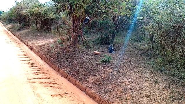 Обезьяны в заповеднике Яла Шри ланка смотреть онлайн